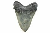 Serrated, Fossil Megalodon Tooth - South Carolina #286468-1